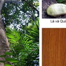Tìm Hiểu Về Gỗ Gõ