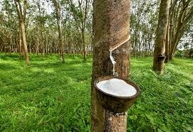 Ưu Nhược Điểm Gỗ Cao Su